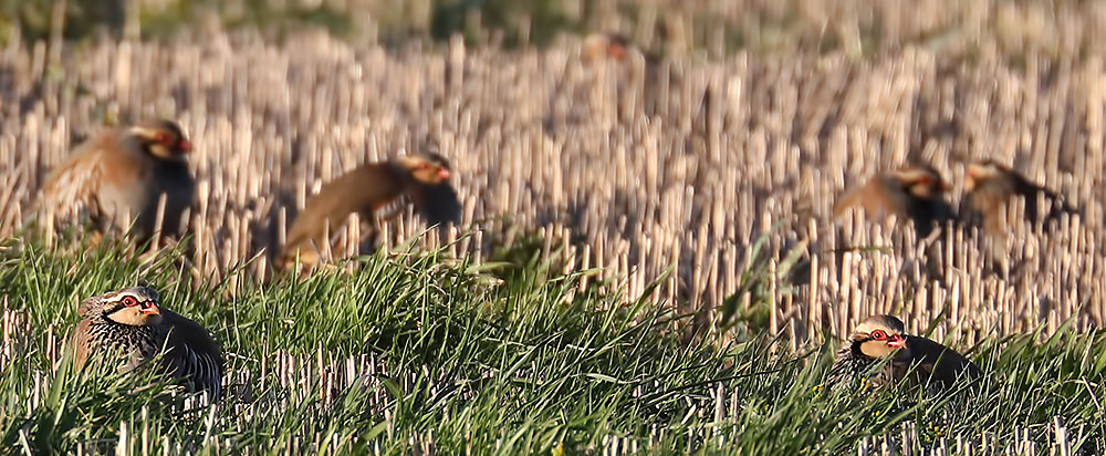 red-legged partridges